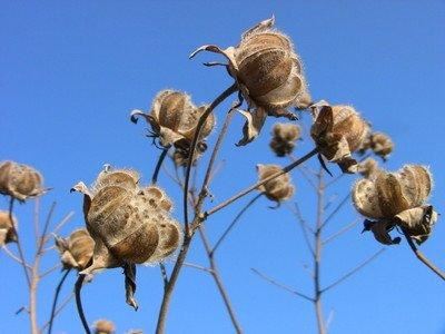 芙蓉花，花初开时为纯白色，后变为深红色，为稀有的名贵品种