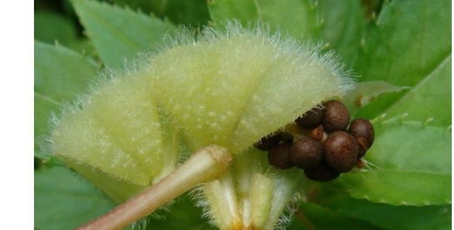 凤仙花别名指甲花,在各地庭园广泛栽培,白色,粉红色或紫色