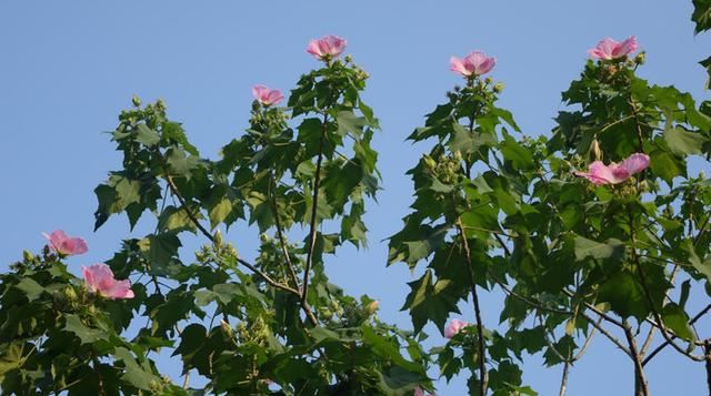 芙蓉花，花初开时为纯白色，后变为深红色，为稀有的名贵品种