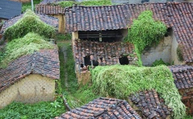 1种特别的植物，生长在瓦房上，人称“藤三七”，枝条窜到5米长