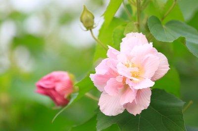 芙蓉花，花初开时为纯白色，后变为深红色，为稀有的名贵品种