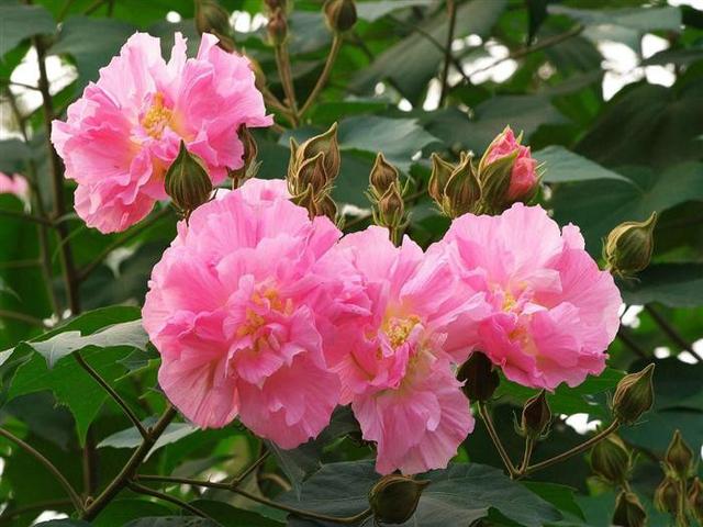 芙蓉花，花初开时为纯白色，后变为深红色，为稀有的名贵品种