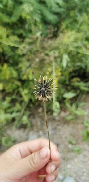 野外植物名字听着吓人，其实超有趣，大部分人童年都玩过它