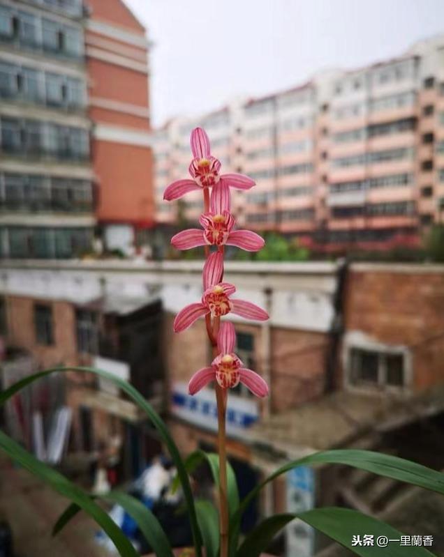 四季兰新宠———玫瑰妖姬