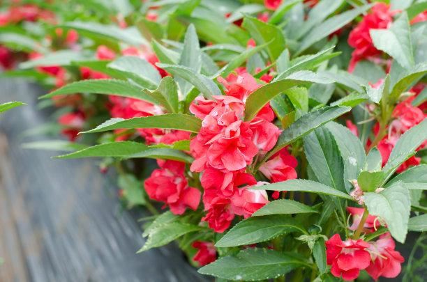 凤仙花别名指甲花，在各地庭园广泛栽培，白色、粉红色或紫色