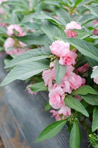 凤仙花别名指甲花，在各地庭园广泛栽培，白色、粉红色或紫色