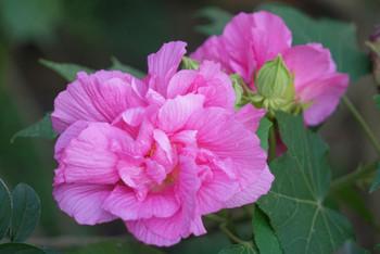 芙蓉花，花初开时为纯白色，后变为深红色，为稀有的名贵品种