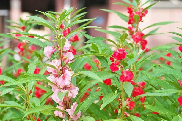 凤仙花别名指甲花，在各地庭园广泛栽培，白色、粉红色或紫色