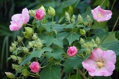 芙蓉花，花初开时为纯白色，后变为深红色，为稀有的名贵品种