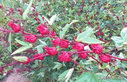 洛神果种植技巧：洛神果价值极高，掌握几招，收获高产洛神果