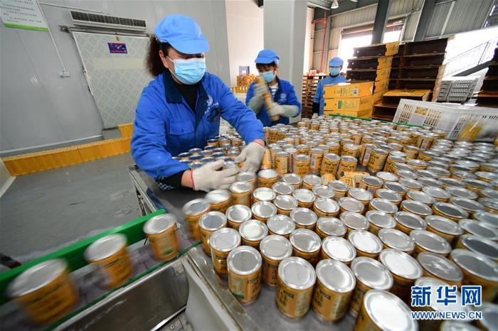 贵州龙里:刺梨加工企业全面复产 贵州龙里:刺梨加工企业全面复产