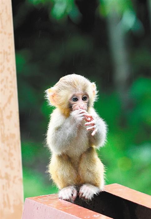 西藏，让野生动物的家园更安全
