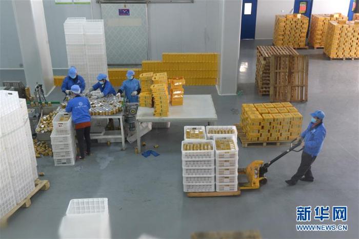 贵州龙里:刺梨加工企业全面复产 贵州龙里:刺梨加工企业全面复产