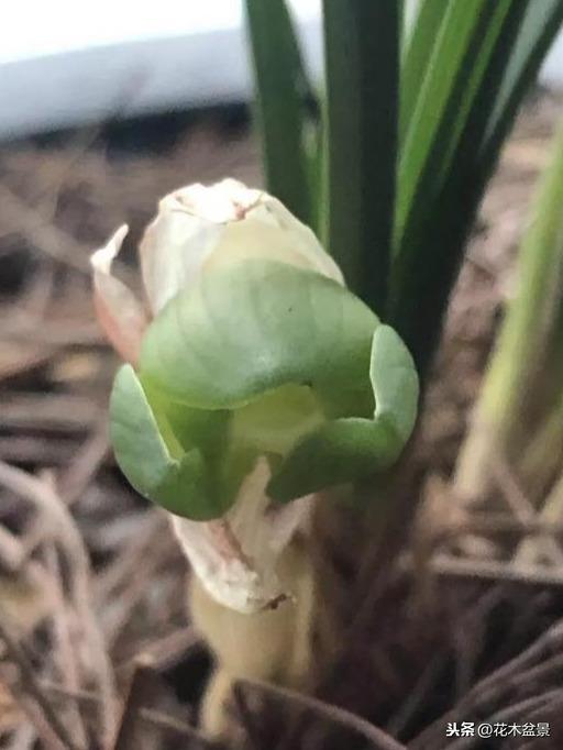 一日内从20万涨到80万的兰花长啥样? 一日内从20万涨到80万的兰花长啥样?