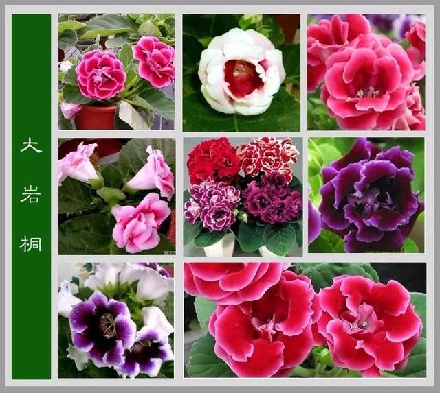 中国花卉图例，超全的花木图鉴，附带花名，值得收藏