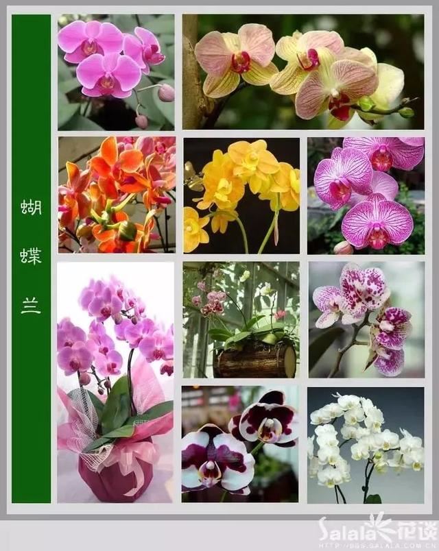 中国花卉图例，超全的花木图鉴，附带花名，值得收藏