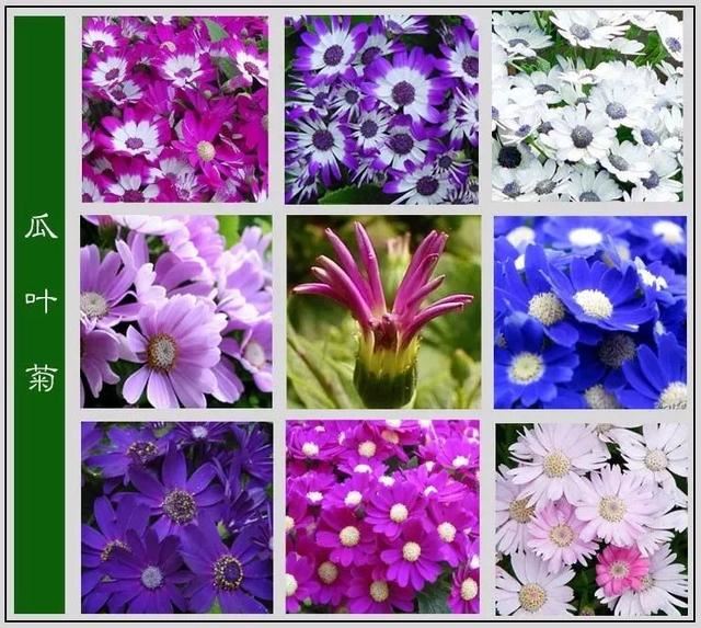 中国花卉图例，超全的花木图鉴，附带花名，值得收藏