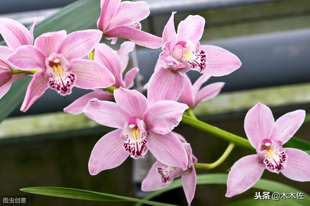 如何养好大花惠兰 如何养好大花惠兰