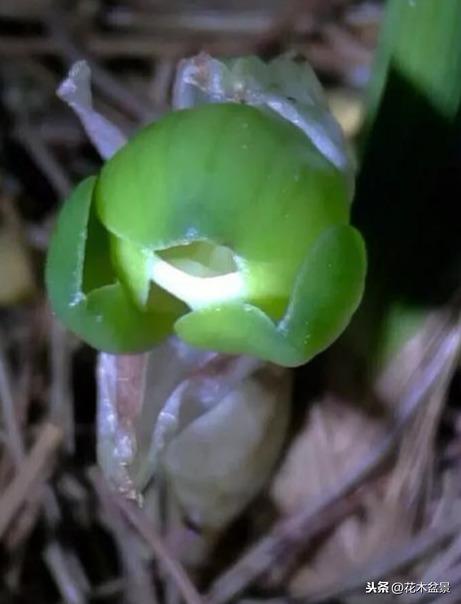 一日内从20万涨到80万的兰花长啥样? 一日内从20万涨到80万的兰花长啥样?