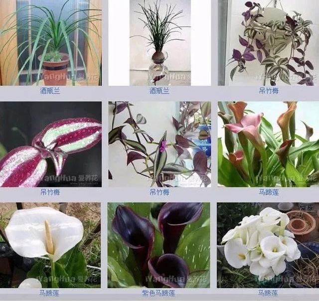 中国花卉图例，超全的花木图鉴，附带花名，值得收藏