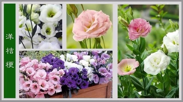 中国花卉图例，超全的花木图鉴，附带花名，值得收藏