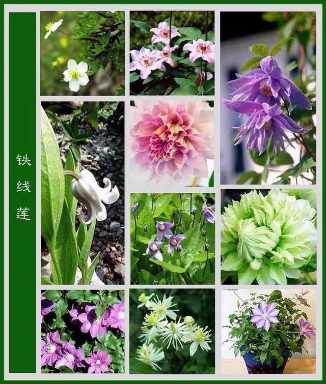 中国花卉图例，超全的花木图鉴，附带花名，值得收藏