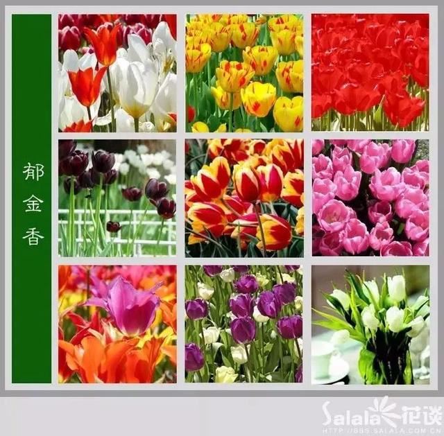 中国花卉图例，超全的花木图鉴，附带花名，值得收藏