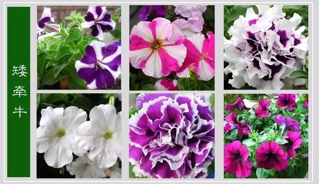 中国花卉图例，超全的花木图鉴，附带花名，值得收藏