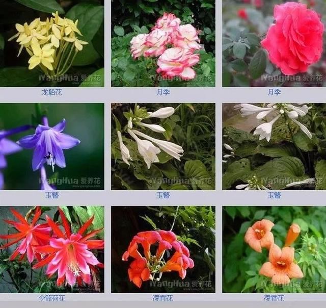 中国花卉图例，超全的花木图鉴，附带花名，值得收藏