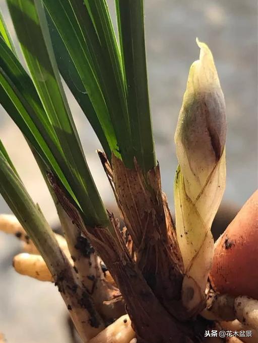 一日内从20万涨到80万的兰花长啥样? 一日内从20万涨到80万的兰花长啥样?