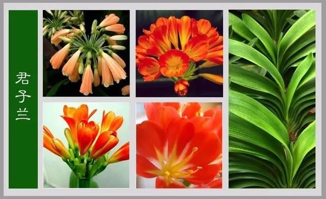中国花卉图例，超全的花木图鉴，附带花名，值得收藏