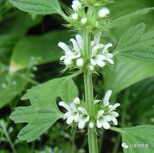 「乾县花木」麦黄草、香丝草、野菊花、风轮草和猪毛缨