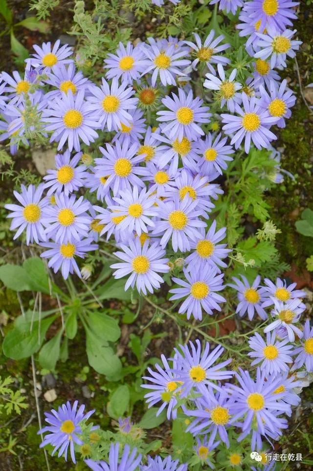 「乾县花木」麦黄草、香丝草、野菊花、风轮草和猪毛缨