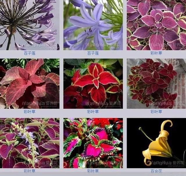 中国花卉图例，超全的花木图鉴，附带花名，值得收藏