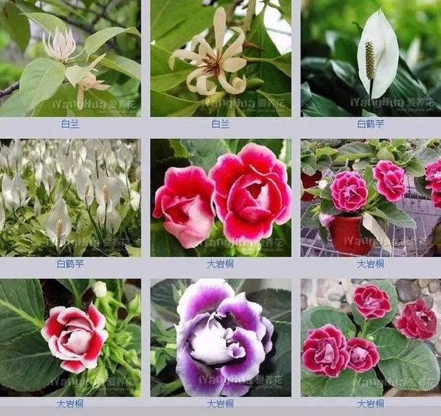 中国花卉图例，超全的花木图鉴，附带花名，值得收藏