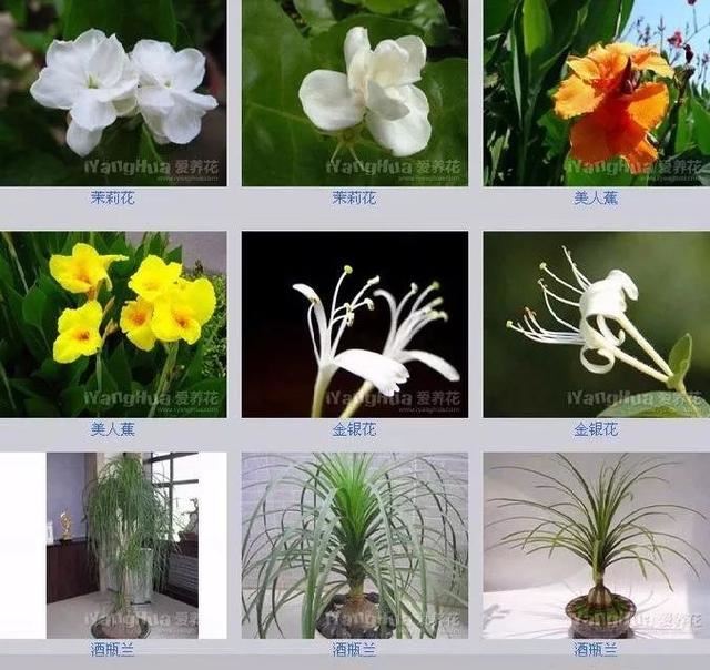 中国花卉图例，超全的花木图鉴，附带花名，值得收藏