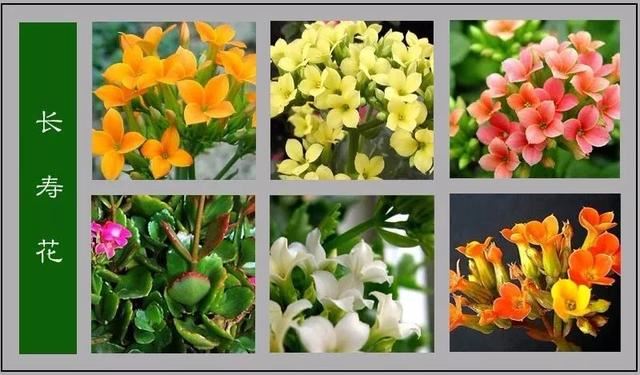 中国花卉图例，超全的花木图鉴，附带花名，值得收藏