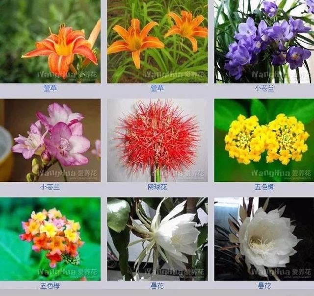 中国花卉图例，超全的花木图鉴，附带花名，值得收藏