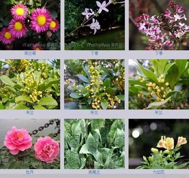 中国花卉图例，超全的花木图鉴，附带花名，值得收藏