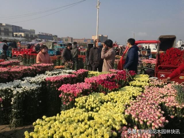 三八节将至 花市行情不容乐观 三八节将至 花市行情不容乐观