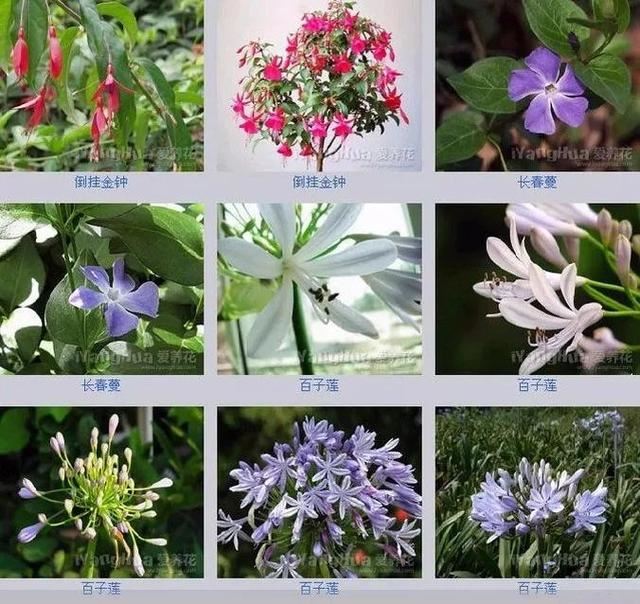 中国花卉图例，超全的花木图鉴，附带花名，值得收藏