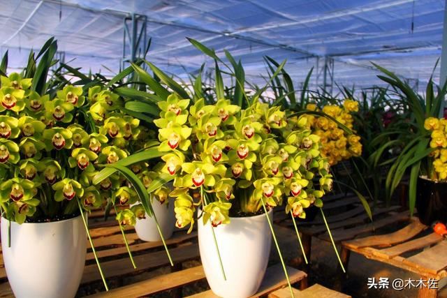 如何养好大花惠兰 如何养好大花惠兰