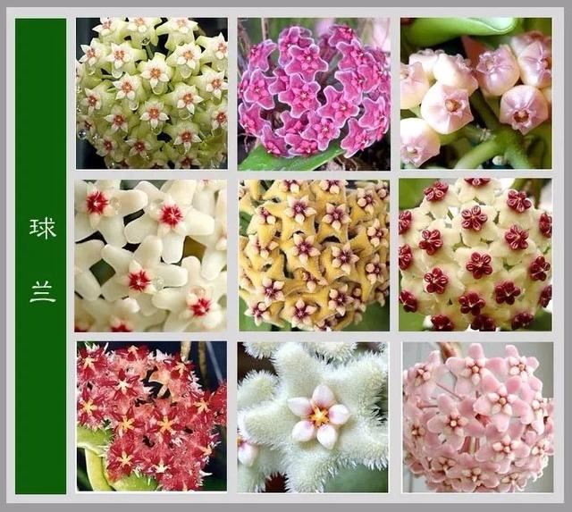 中国花卉图例，超全的花木图鉴，附带花名，值得收藏