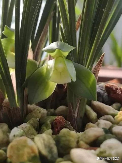 一日内从20万涨到80万的兰花长啥样? 一日内从20万涨到80万的兰花长啥样?