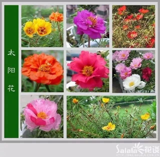 中国花卉图例，超全的花木图鉴，附带花名，值得收藏