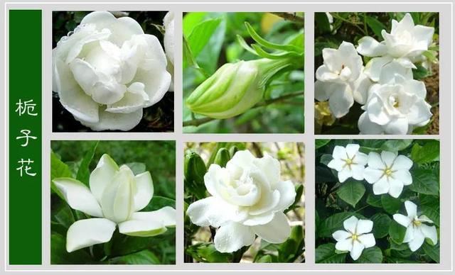 中国花卉图例，超全的花木图鉴，附带花名，值得收藏