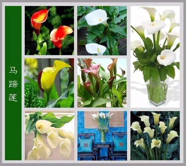 中国花卉图例，超全的花木图鉴，附带花名，值得收藏