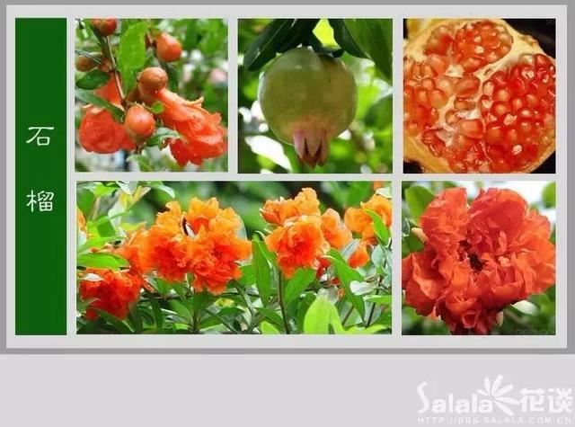 中国花卉图例，超全的花木图鉴，附带花名，值得收藏