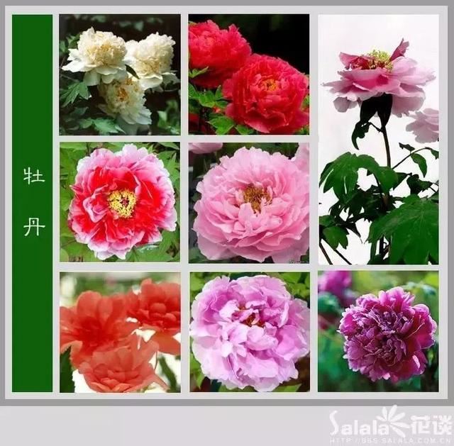 中国花卉图例，超全的花木图鉴，附带花名，值得收藏