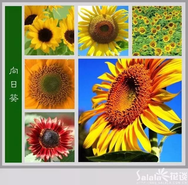 中国花卉图例，超全的花木图鉴，附带花名，值得收藏